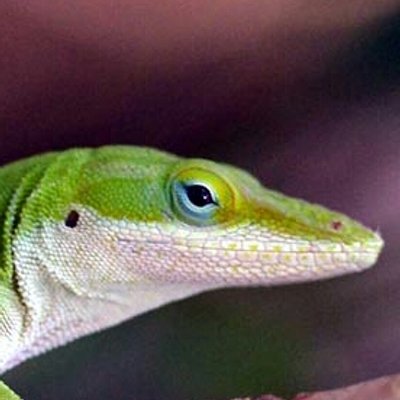 Profile Picture of Brian (@PlainLizard) on Twitter