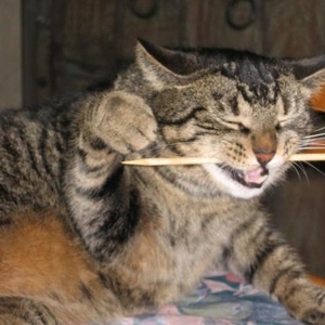 Profile Picture of Vincent Boulet (@365250834) on Myspace