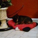 Profile Picture of lil_trash09 (@guillermo.valladares.716) on Instagram