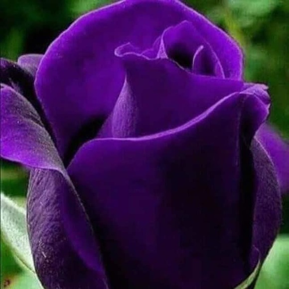 Profile Picture of Jami Debusk (@sofbal15) on Poshmark