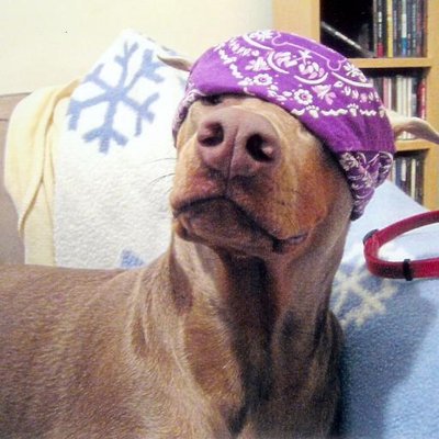 Profile Picture of Jason Wisniewski (@jasonwisniewsk4) on Twitter