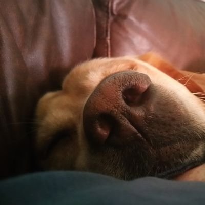 Profile Picture of Elizabeth Carroll Weaver (@cloudinatree) on Twitter