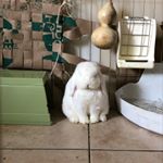 Profile Picture of lilychuutaro (@lilychuutaro) on Instagram