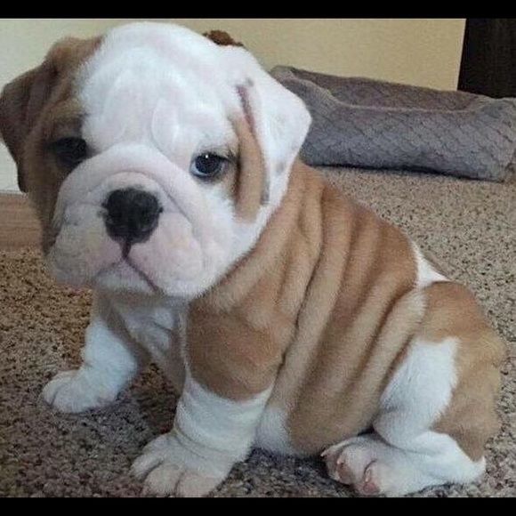 Profile Picture of Leah Morrow (@leah_morrow) on Poshmark