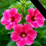 Profile Picture of Hazel Helah (@Hazel-Helah) on Facebook