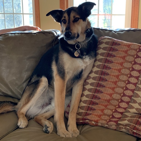 Profile Picture of Carrie Digeorge (@cdigeorge) on Poshmark