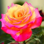 Profile Picture of Maxine Juliano (@maxinejuliano) on Instagram