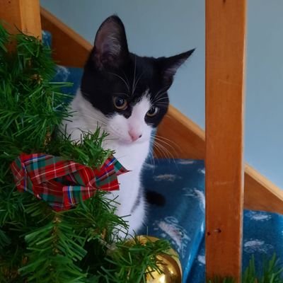 Profile Picture of Vera Walsh (@VeraWal08486651) on Twitter