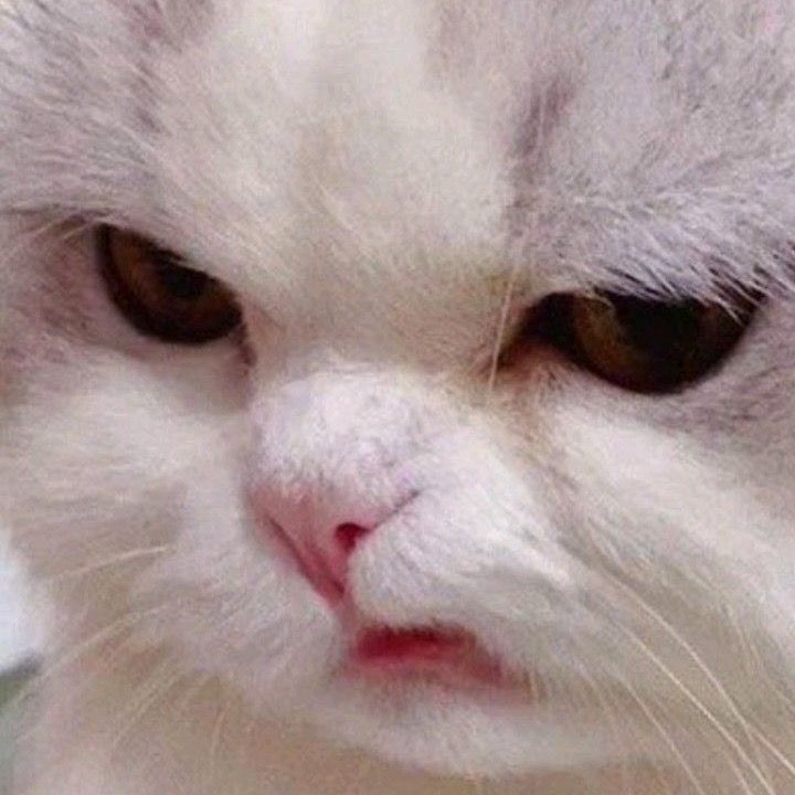 Profile Picture of grumpree (@grumpree) on Tiktok
