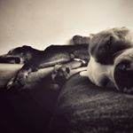 Profile Picture of Prince-Buddy_Princess-Tschiggy (@buddy_and_chica_best_friends) on Instagram