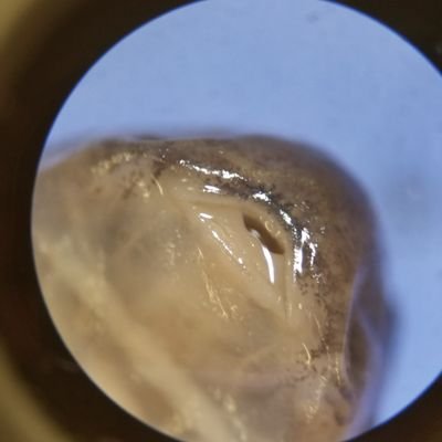 Profile Picture of Jonathan Isaacs (@jon_isaacs) on Twitter