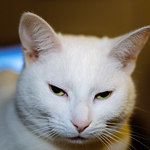 Profile Picture of Brian Copeland (@Brian Copeland Photography) on Flickr