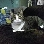 Profile Picture of Glenn A. Davis (@glennhandyman13) on Instagram