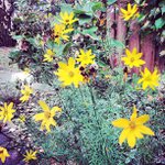 Profile Picture of Nikki Pace (@jrcontentdailies) on Instagram