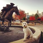 Profile Photo of Gary the Goldendoodle (@queencitygary) on Instagram