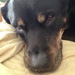 Profile Picture of Joan Norris (@joaneoz) on Instagram