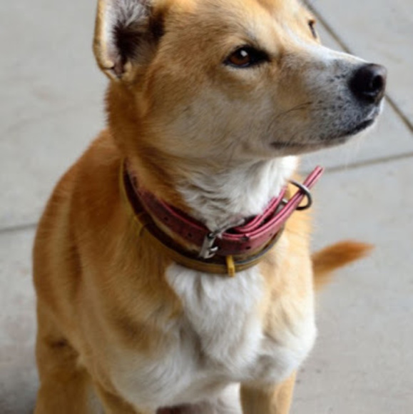 Profile Picture of Ian Kessler (@iankessler) on Poshmark