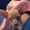 Profile Picture of   Samantha Pedroza... (@losperezosos) on Tiktok