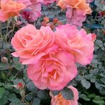 Profile Picture of Laurie Holt (@bloomindisney) on Instagram