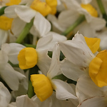 Profile Picture of Nicholas Koutsoumpos (@P.DeLuca) on Flickr