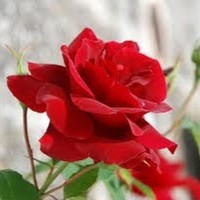 Profile Picture of Clint Cronin (@clint-cronin) on Quora