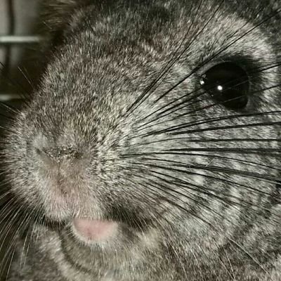Profile Picture of Richard Martinec (@MartinecRichard) on Twitter