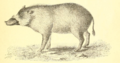 Profile Picture of Palawan bearded pigon Wikipedia