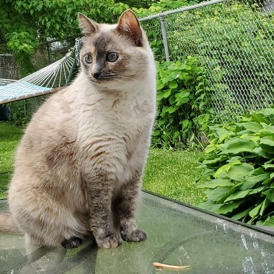 Profile Picture of Cary Rosenthal (@Taijifajin) on Twitter