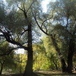 Profile Picture of Kelliher (@kelliherbaconid) on Instagram