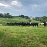 Profile Picture of Michael Tavoletti (@michaeltavoletti) on Instagram