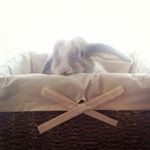 Profile Picture of Joel the Bunny 😊 (@joelbunny) on Instagram