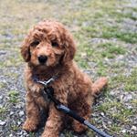 Profile Picture of Kingston Neuschaefer 🐾 (@kingston_minidood) on Instagram