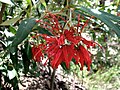 Profile Picture of Grevillea victoriaeon Wikipedia