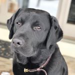 Jason Lyon - Instagram Profile Picture of Jason Lyon (@feldsteinjacob) on Instagram