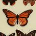 Profile Picture of Joseph deVeer (@josephdeveer) on Pinterest