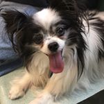 Profile Picture of Howard Brenda Kopp (@pepper413) on Instagram