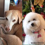 Profile Picture of Ginger And Rex (@ginger_rex_bigfan) on Instagram