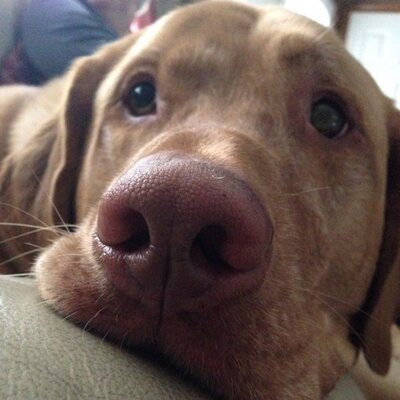 Profile Picture of Matt Sorace (@sor_ma) on Twitter