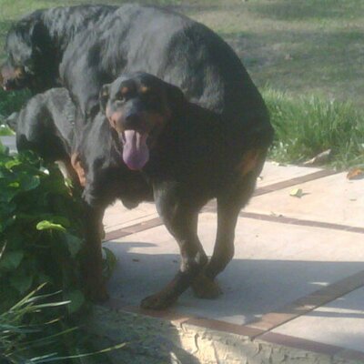 Profile Picture of Freddy Jimenez (@freddyjimenez20) on Twitter