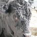 Profile Picture of Nicholas Duckett (@cowboyupnick) on Pinterest