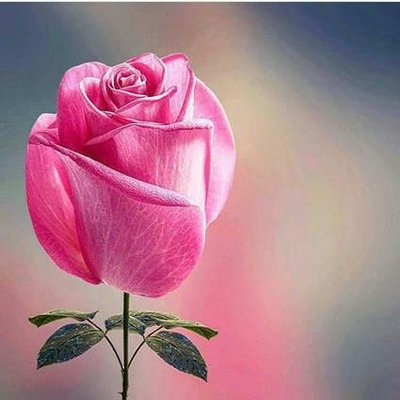 Profile Picture of Doriskopp Pelaez (@DoriskoppP) on Twitter
