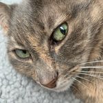 Profile Picture of Cheryl Martinis (@martinischeryl) on Instagram