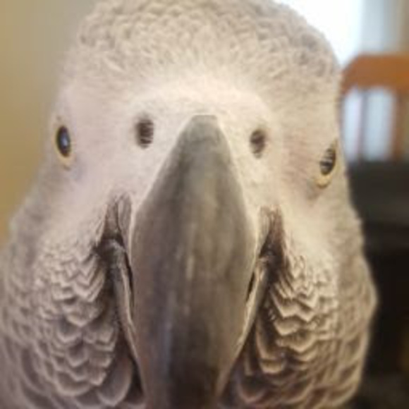 Profile Picture of Smaki Maleck (@maleckpro2018) on Poshmark