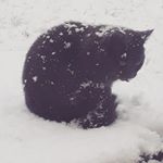 Profile Picture of david ross (@want_a_free_follower22) on Instagram