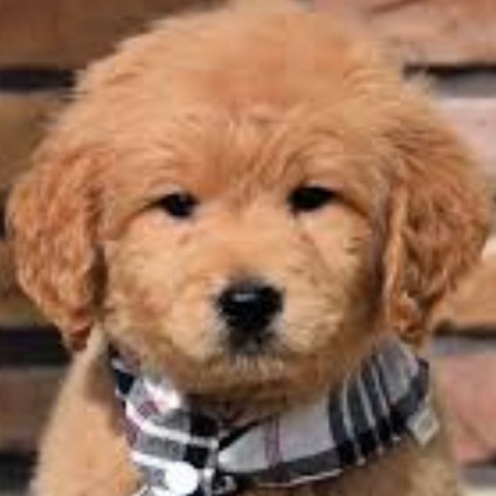 Profile Picture of Scott’s Digs (@scottsdigs) on Tiktok