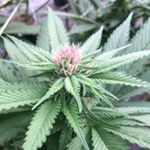 Profile Picture of Adam Culbertson (@motonugz420) on Instagram