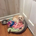 Profile Picture of Giselle Armas cuevad (@gselle1909) on Instagram