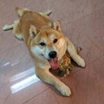 Profile Picture of Marko(missing) and Kuma (@marko.kuma_cheung) on Instagram
