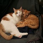 Profile Picture of 單單 與 小靈 (@darlingcatcat) on Instagram