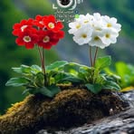 Profile Picture of Kherua Llah (@Kherua-Llah) on Facebook